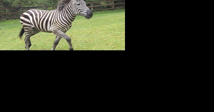 Escaped zebra captured near Seattle after gallivanting around Cascade mountain foothills - Vimarsana News