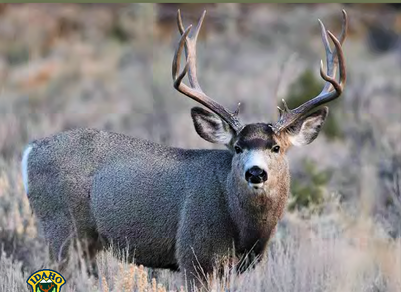 Idaho Fish and Game offering savings on hunting license News