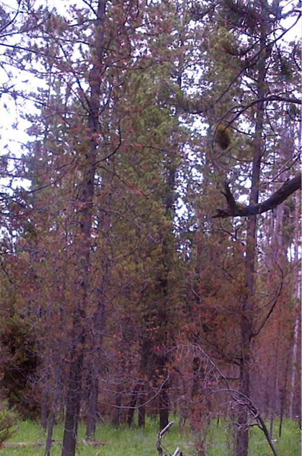 The Forest Is Not Dying Columns Rexburgstandardjournal Com