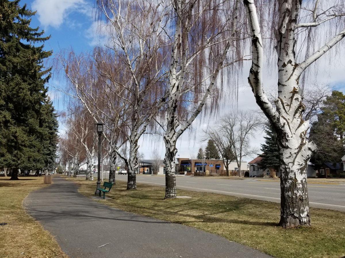 City Plans To Replant Iconic White Trees In Porter Park Idaho