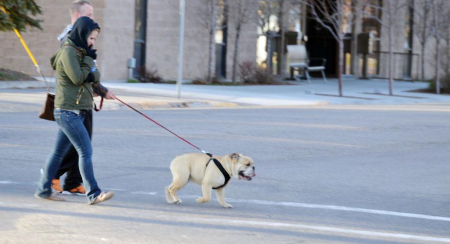 Are dogs allowed in Marshall's? - Sidewalk Dog