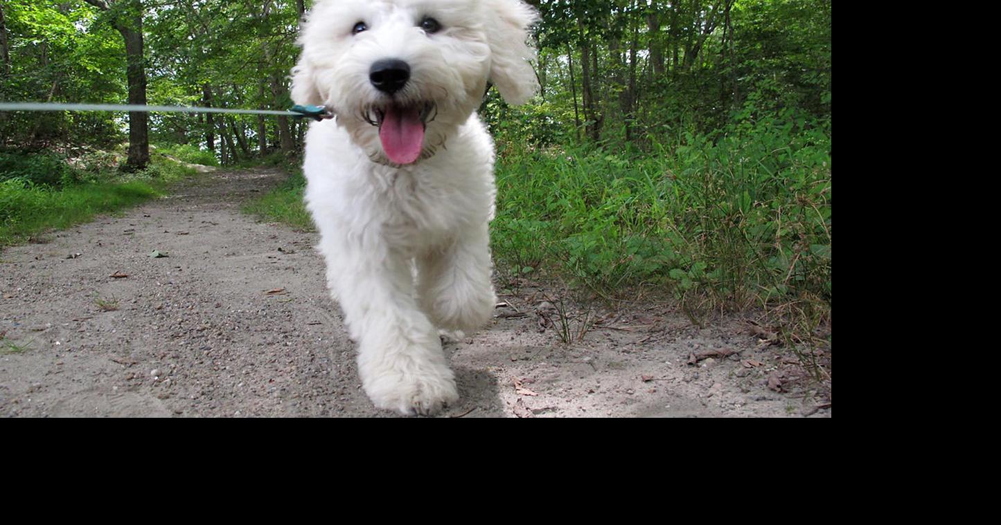 St. Anthony creates new resolution No dogs at Sand Bar and Keefer