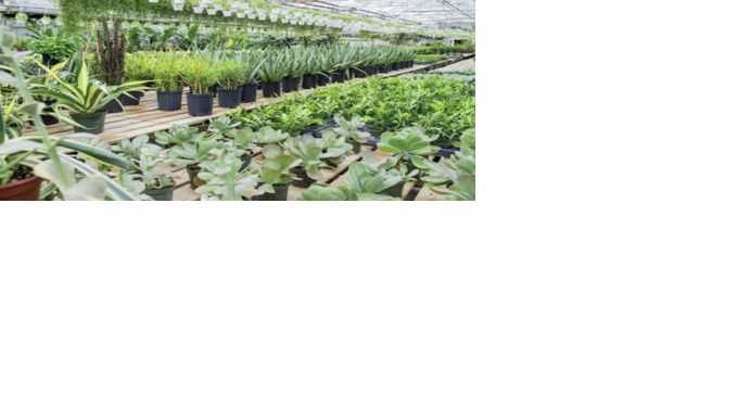 Gov. Brad Little declares May as Horticulture Month - Vimarsana News
