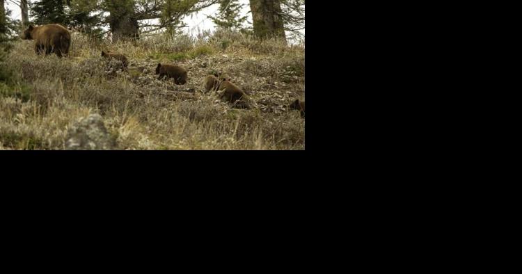 A record brood of baby bruins A record brood of baby bruins - Vimarsana News