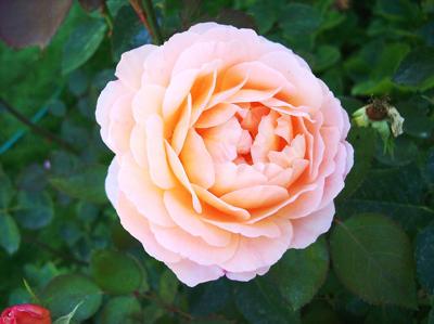 The Gardener Hardy Beautiful English Roses Columns Rexburgstandardjournal Com