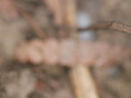 Hobo Spiders Are Now A Common Sight In Idaho Houses Outdoors Rexburgstandardjournal Com