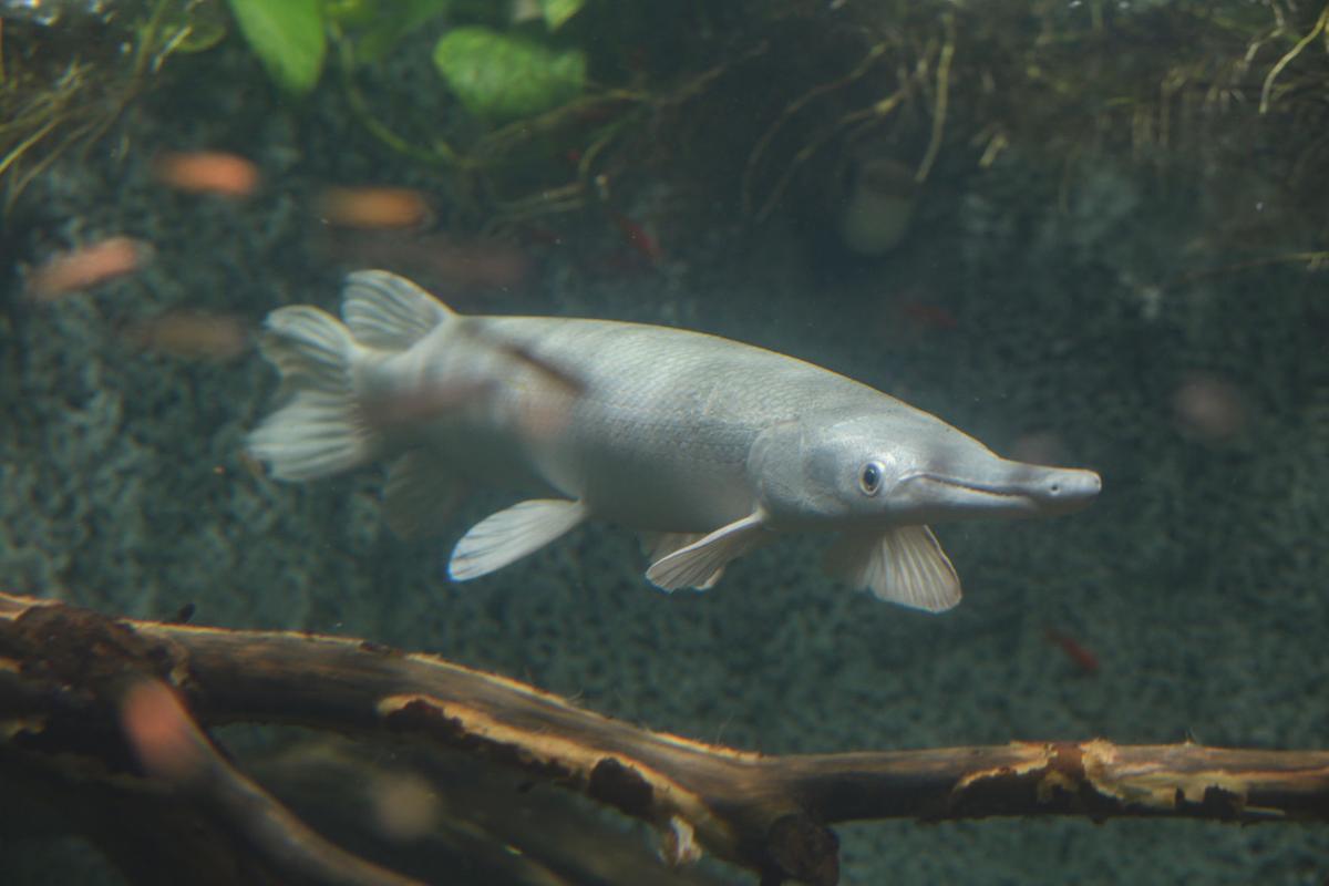 Tracy Morgan Donates Rare Fish To East Idaho Aquarium Idaho Rexburgstandardjournal Com Aquariums worldwide keep this large an imposing species. tracy morgan donates rare fish to east