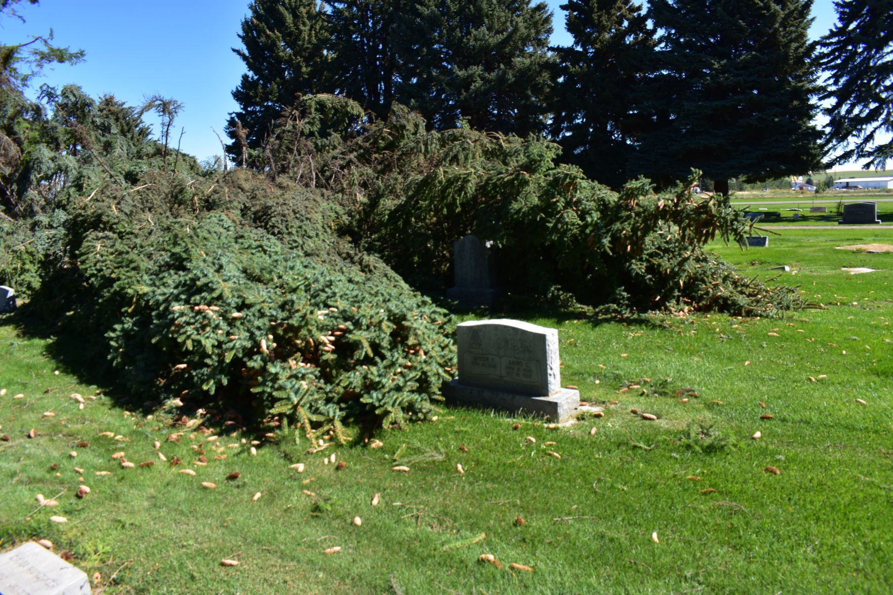 Monday night windstorm topples 85 foot trees at Burton Cemetery