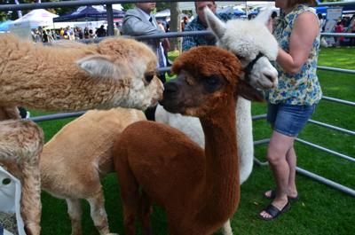 Experience Rexburg a hit thanks to alpacas