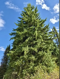 Idaho Falls to welcome U.S. Capitol Christmas Tree to Idaho Falls Community Nov. 6