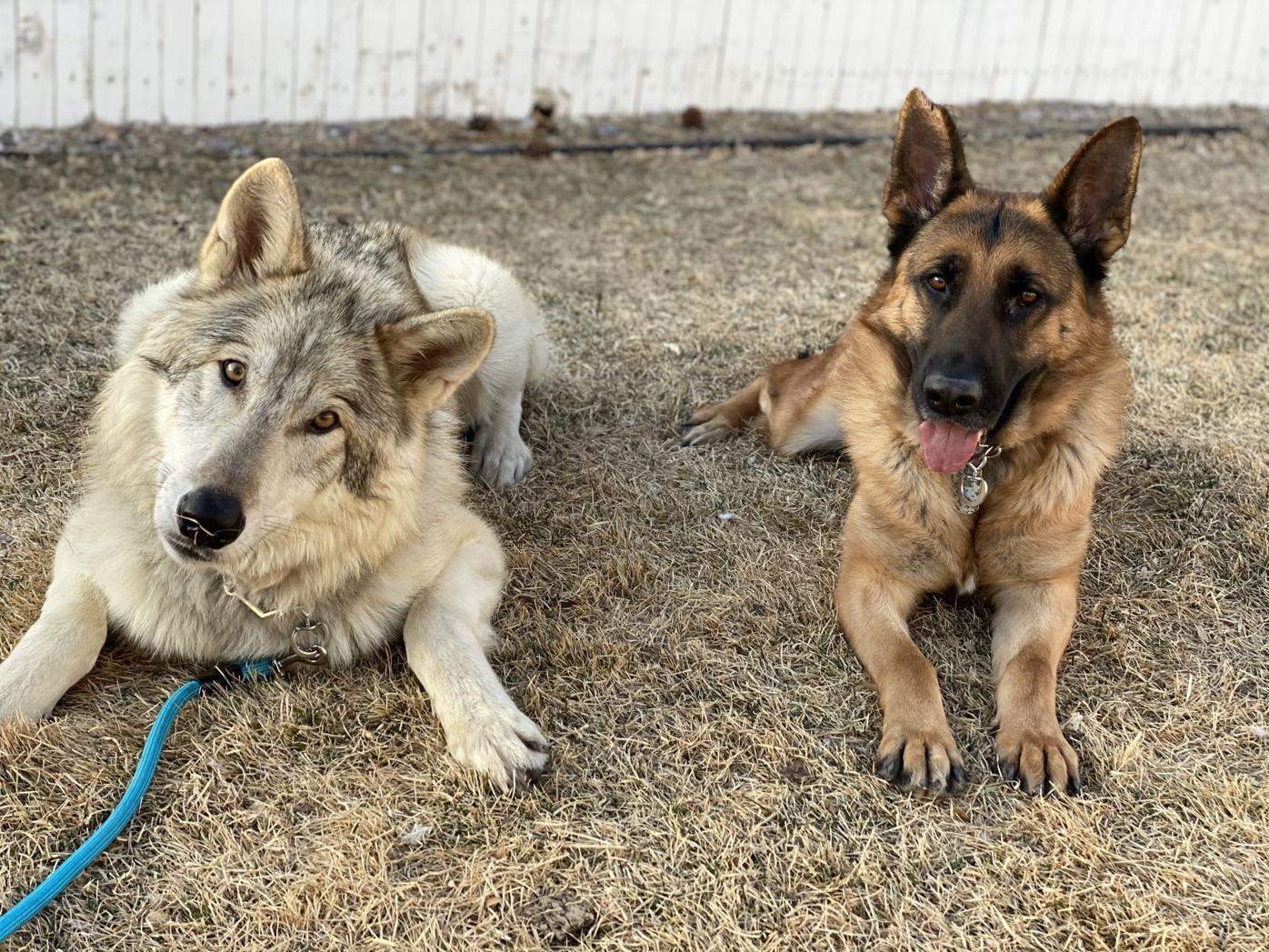 is the white shepherd legal in bolivia