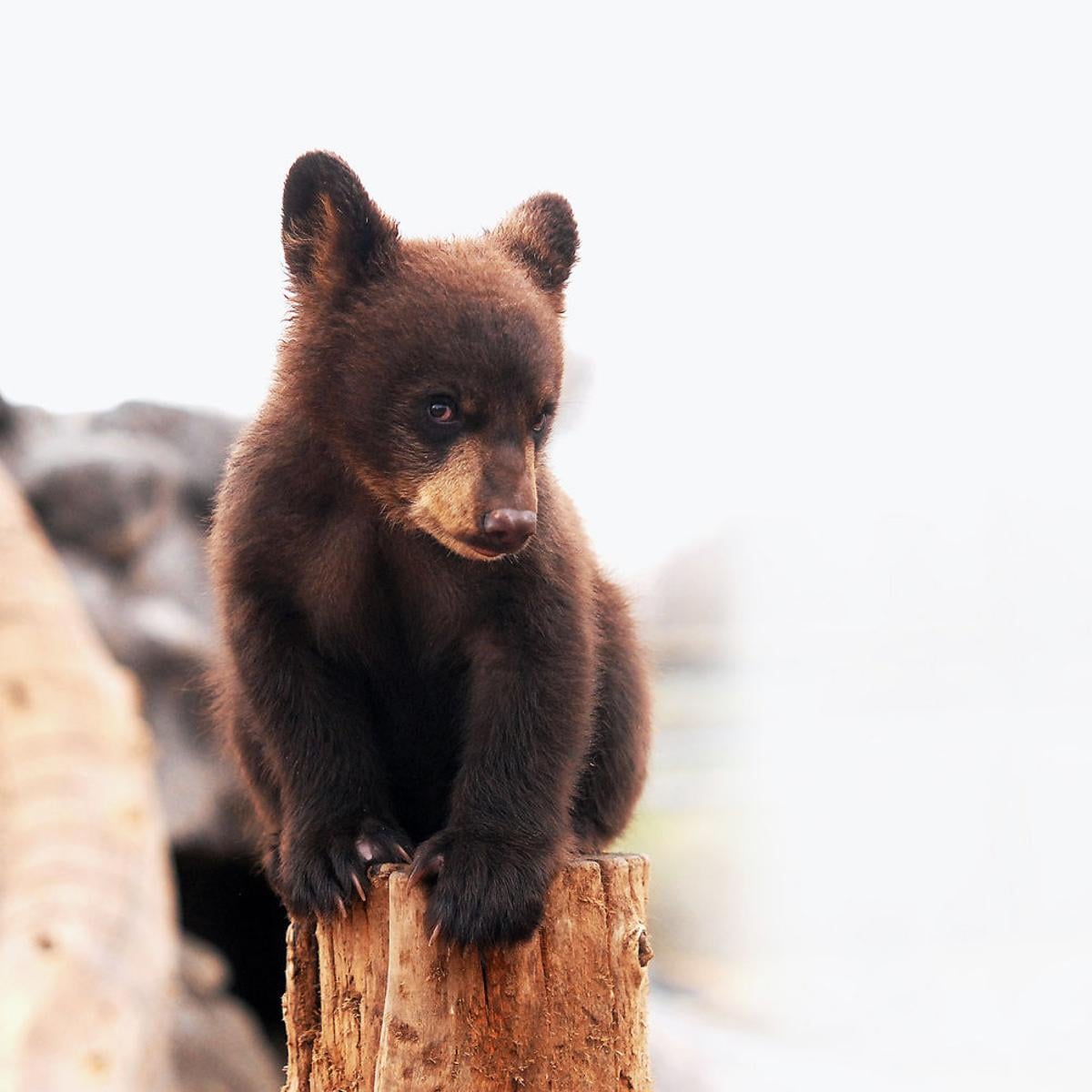 Baby Bears Emerge From Bear World Local News Rexburgstandardjournal Com