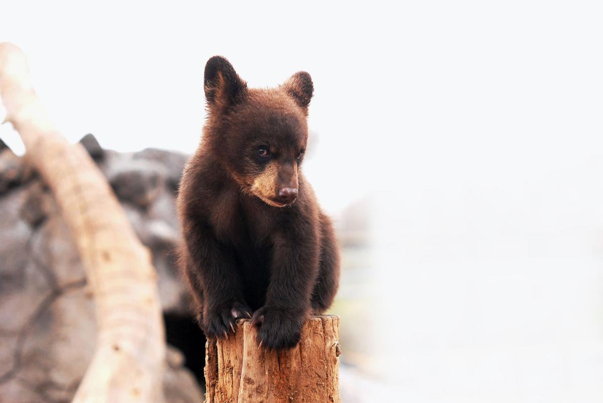 Baby Bears Emerge From Bear World Local News Rexburgstandardjournal Com