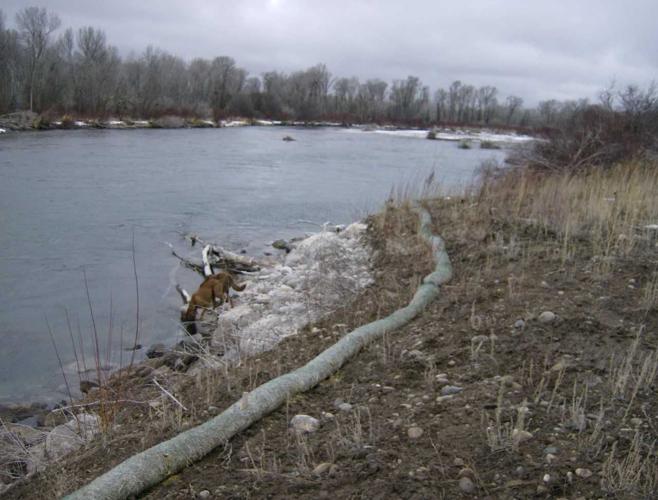 Trout Unlimited and Idaho DEQ complete bank stabilization project on