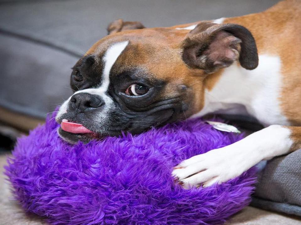 Famous Two Legged Dog Survives Buffalo Versus Suv Crash Local News Rexburgstandardjournal Com Ahead, we will also know about amanda giese dating, affairs, marriage, birthday, body measurements, wiki, facts, and much. famous two legged dog survives buffalo