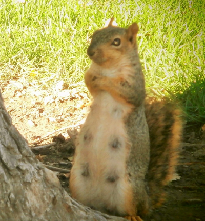 Dead Squirrel Left On Rexburg Doorstep Local News Rexburgstandardjournal Com