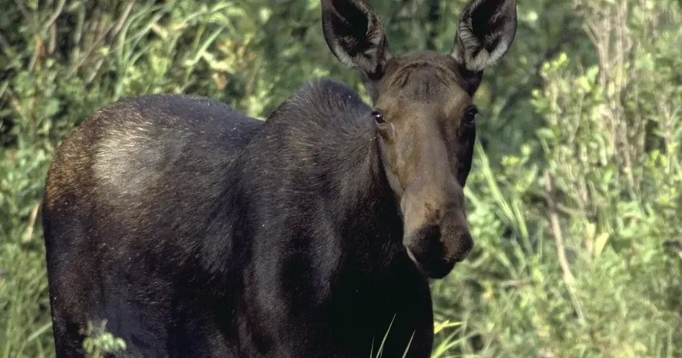 Idaho Fish & Game kills two moose on I-15 and Interstate 86 in Pocatello