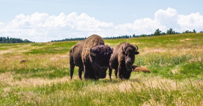 National Park Service releases a final environmental impact statement for bison management at Yellowstone National Park - Vimarsana News