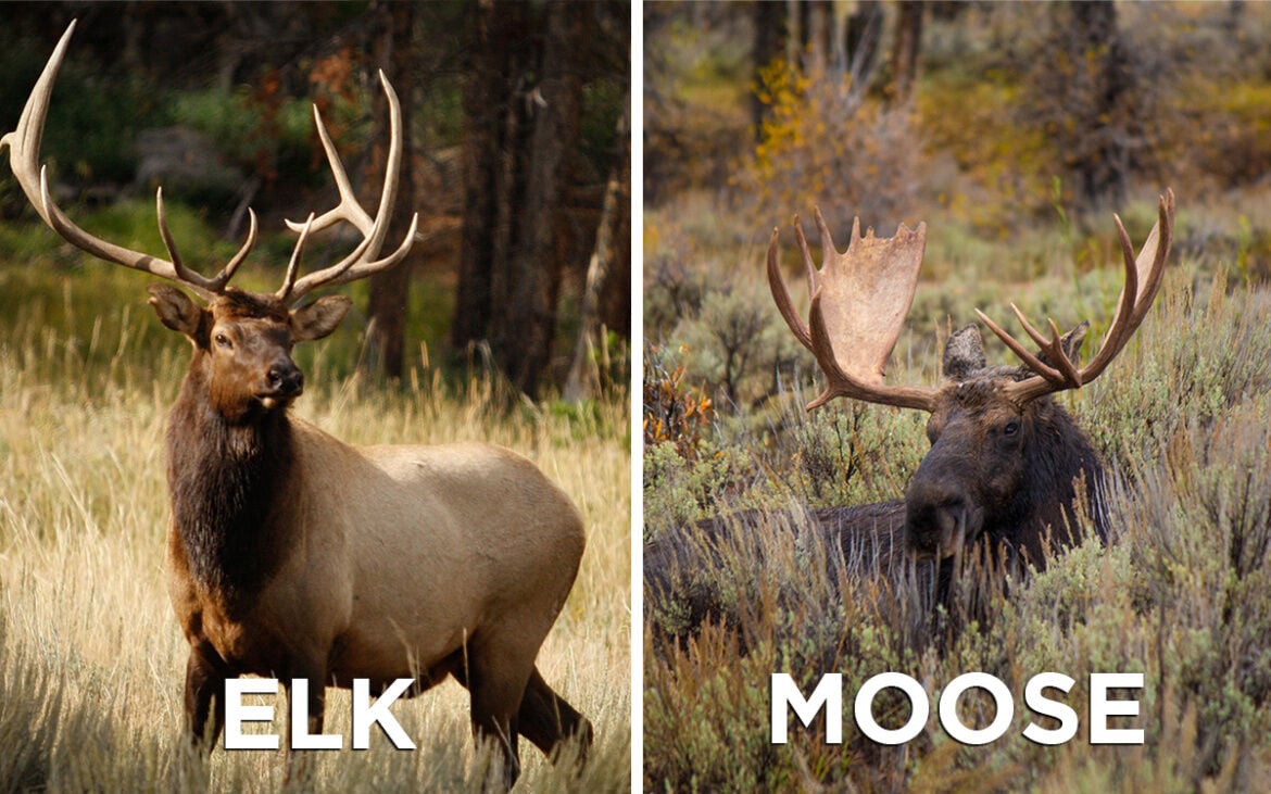 Know the difference between a bull elk and bull moose before you ...