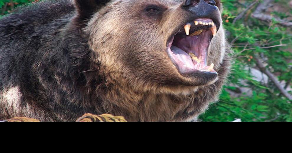 Hunter shoots grizzly bear in selfdefense near local lake Local News