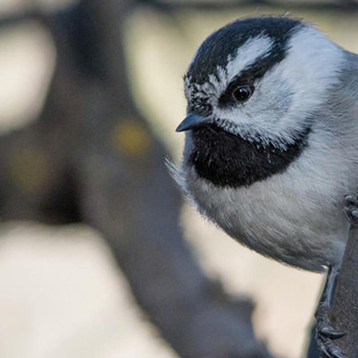 Idaho Museum Of Natural History Charter School Team Up For Winter
