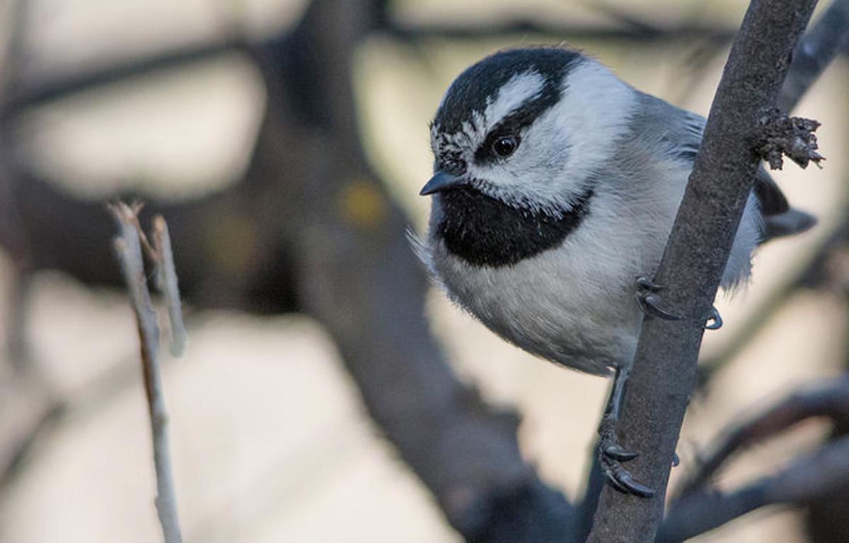 Idaho Museum Of Natural History Charter School Team Up For Winter