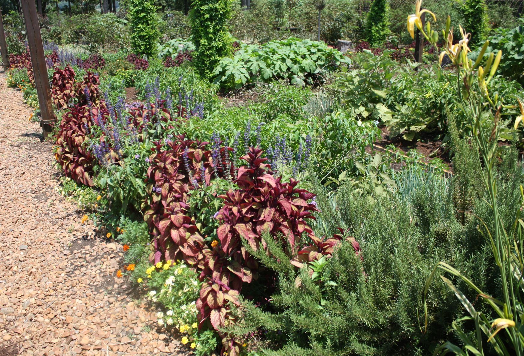 Growing basil in your garden Outdoors rexburgstandardjournal