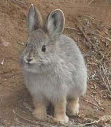 Wascally Rabbit Watch out for wascally wabbits | Outdoors | rexburgstandardjournal.com
