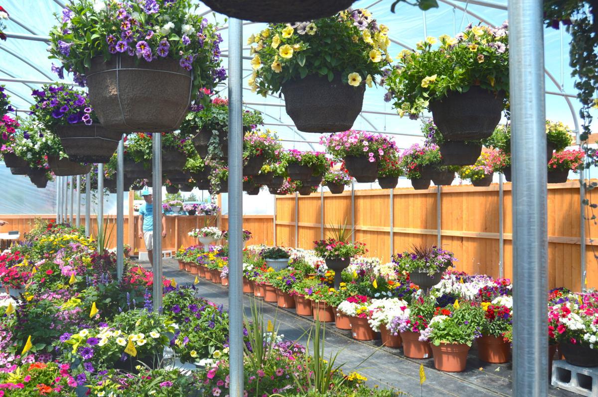 Treehouse Nursery opens new greenhouse in Rexburg Idaho