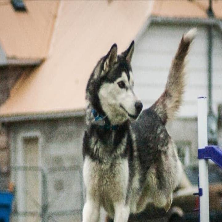 Mountain Home Arkansas Husky Christmas 2022 Byu-Idaho Student To Host Dog Training Event In Sugar City | Local News |  Rexburgstandardjournal.com