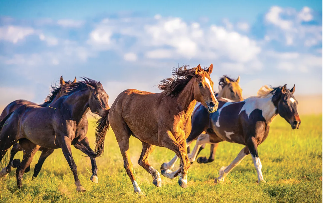 blm-to-begin-gathering-wild-horses-from-saylor-creek-wild-horse-herd