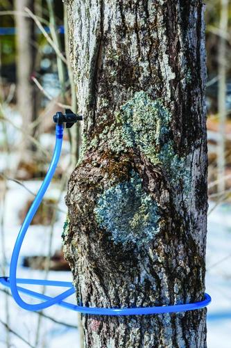 Maple Syrup making class to be held at Ashton Library | Local News ...