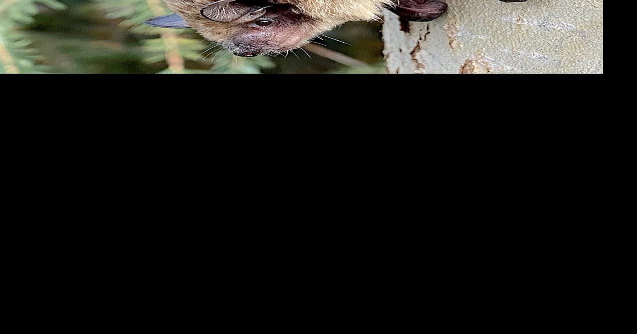 See a bat in or around your home? Don’t panic, here’s what you need to ...