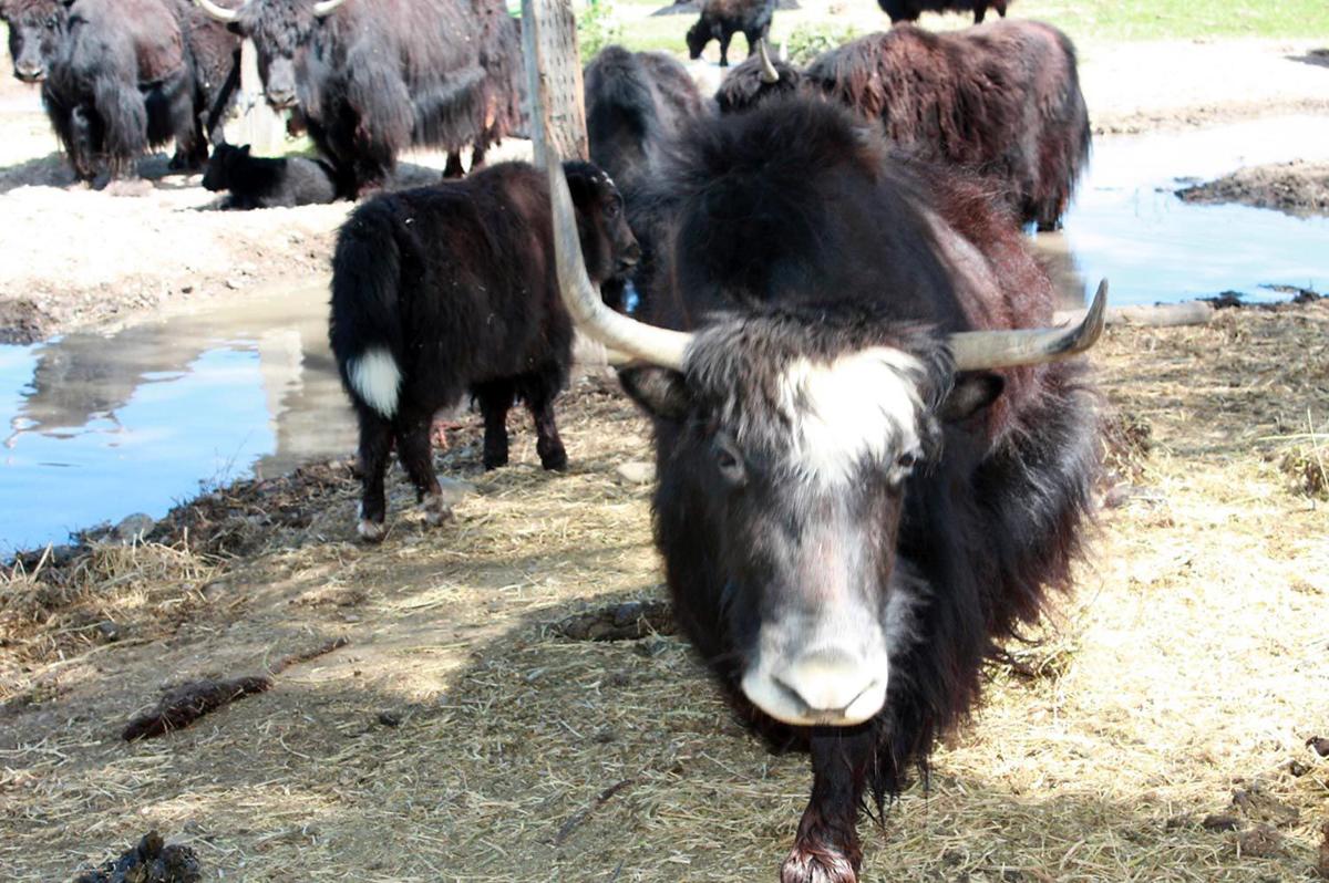 Local 4H kids share their accounts of visiting a dairy and a yak farm
