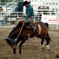 Bullriders end up in three-way tie for first at Whoopee Days Rodeo ...