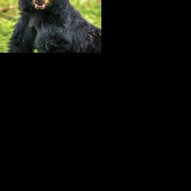 Food-conditioned black bear caught, euthenized