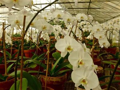 Four Seasons Garden Club Visits Signal Mountain Orchid Greenhouse Lifestyles Rheaheraldnews Com