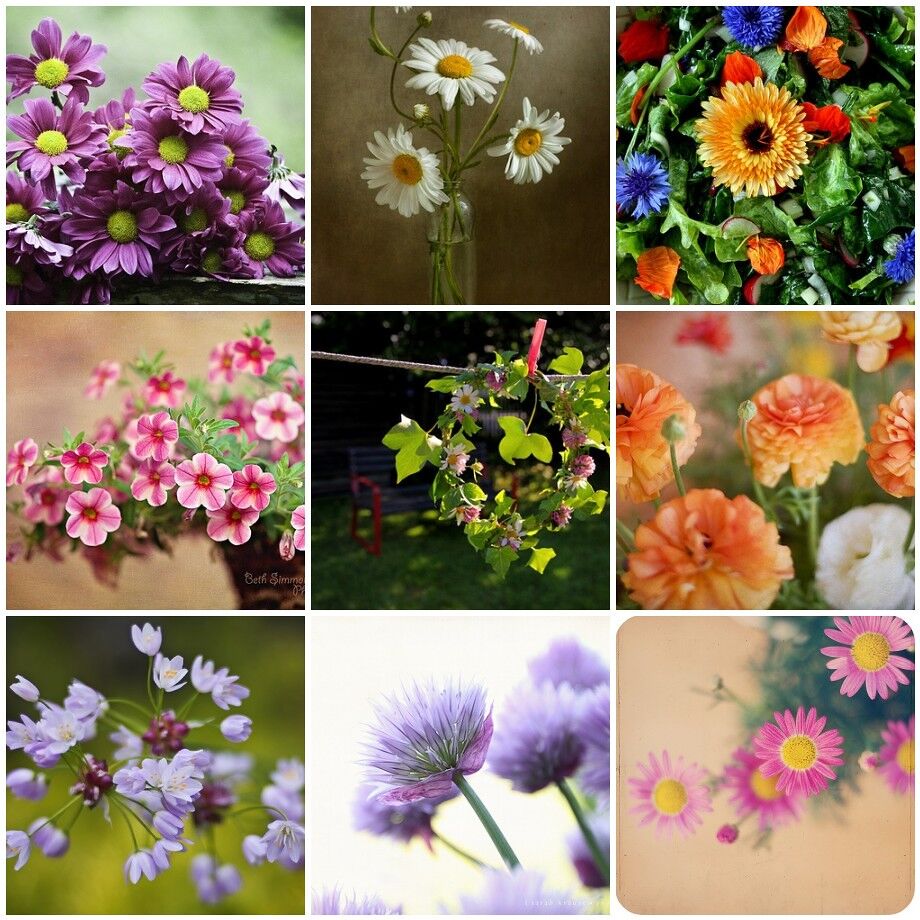 Annuals, biennials and perennials explained | News | rheaheraldnews.com