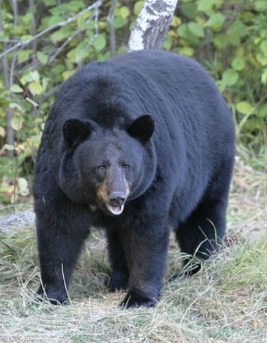 Black Bear sightings more common in spring and early summer
