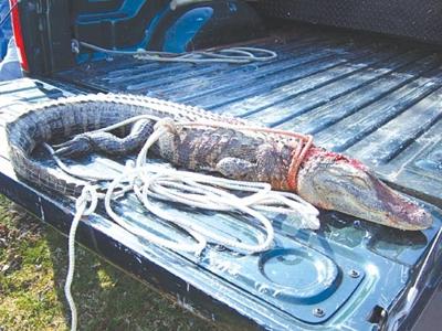 Five Foot Alligator Discovered In Watts Bar Lake Then Killed