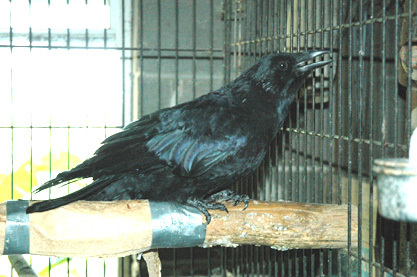pet crow