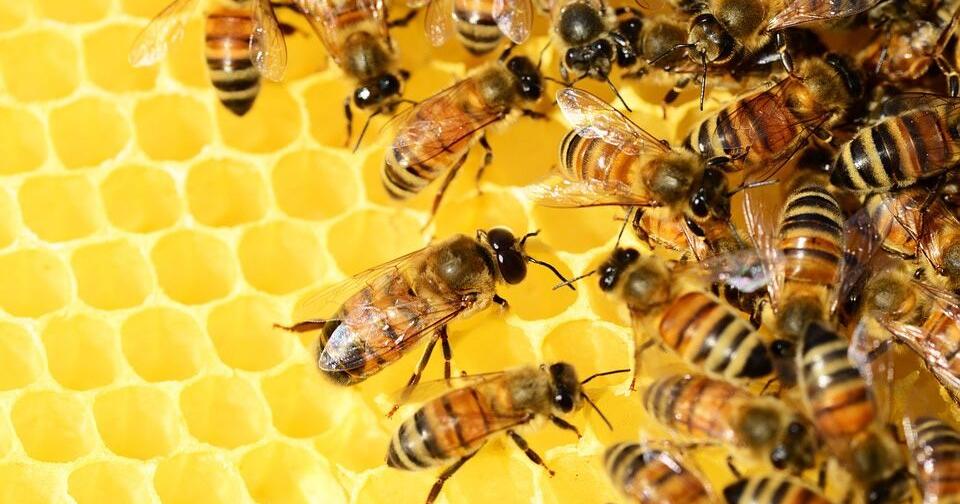 Know Your Honey - Vimarsana News