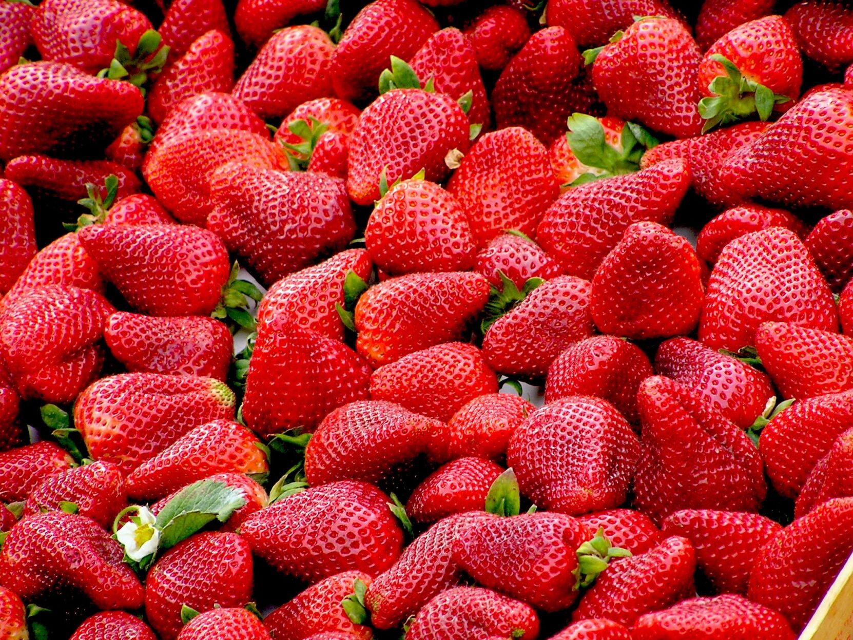 2025 Strawberry Festival resumes on Monday | News