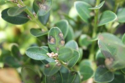 Introduction of boxwood blight