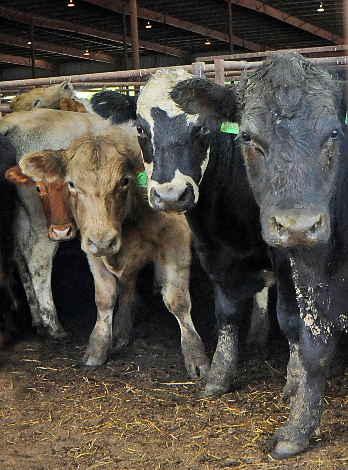 Cattle farmers enjoying ‛perfect storm’ Local News