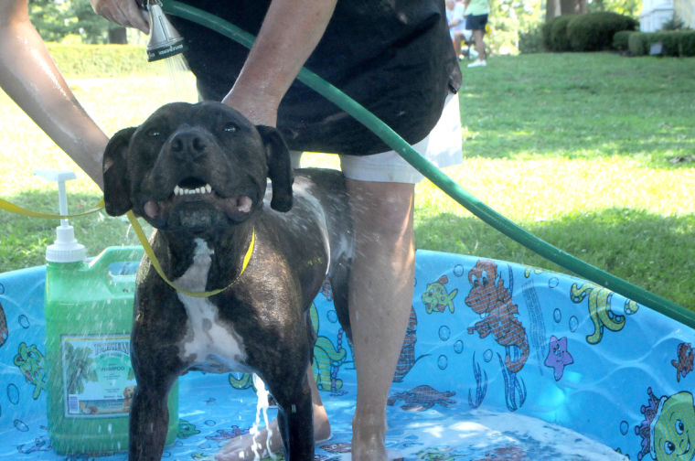 Dog days of summer Humane Society Doggie Wash pampers pups with ‘fullservice spa day’ Local