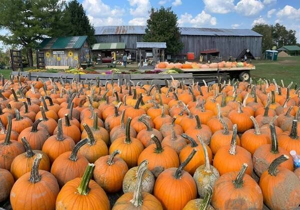 berea pumpkin patch