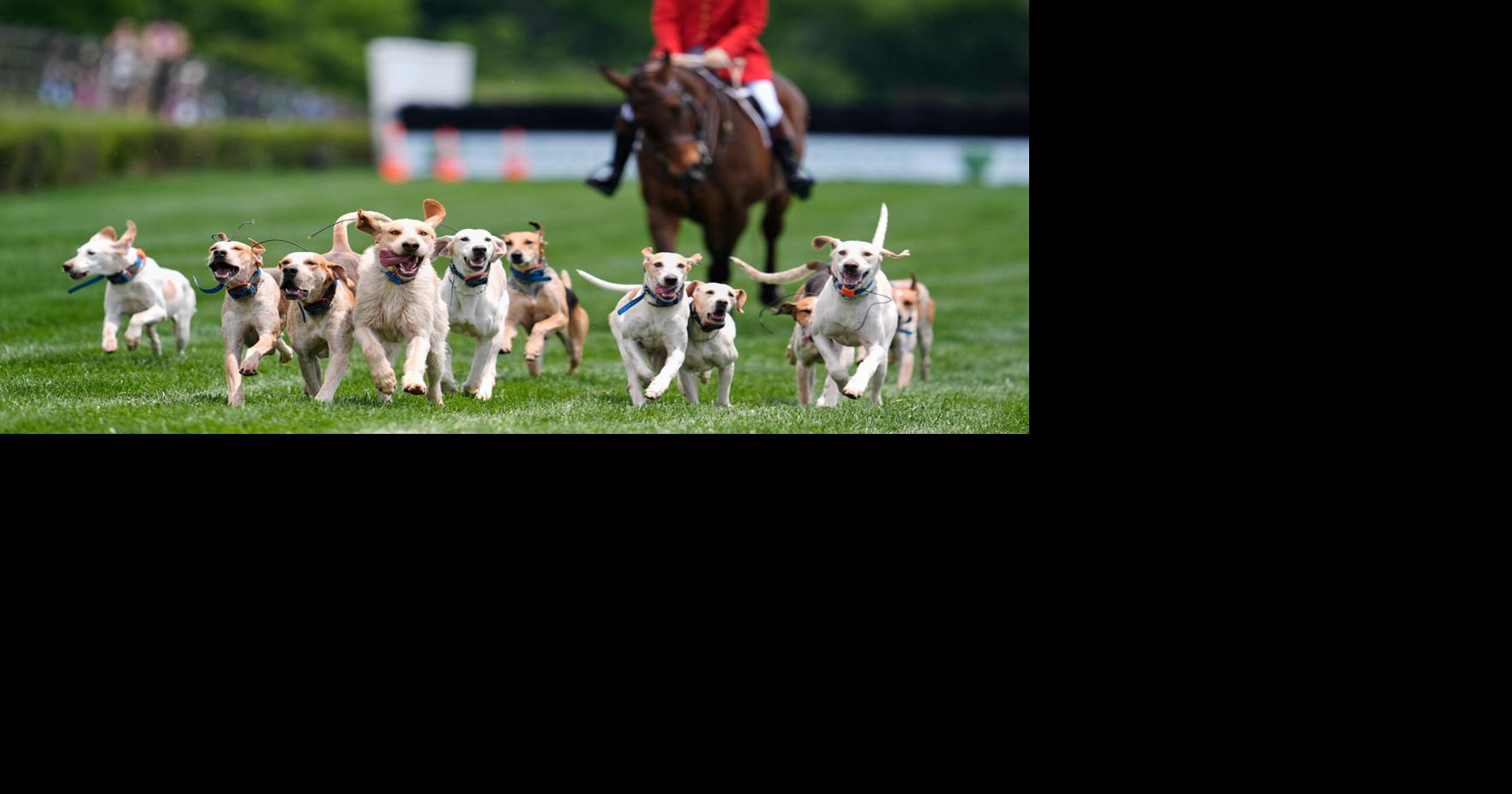 At the Iroquois Steeplechase, the foxhounds kick off the horse races ...