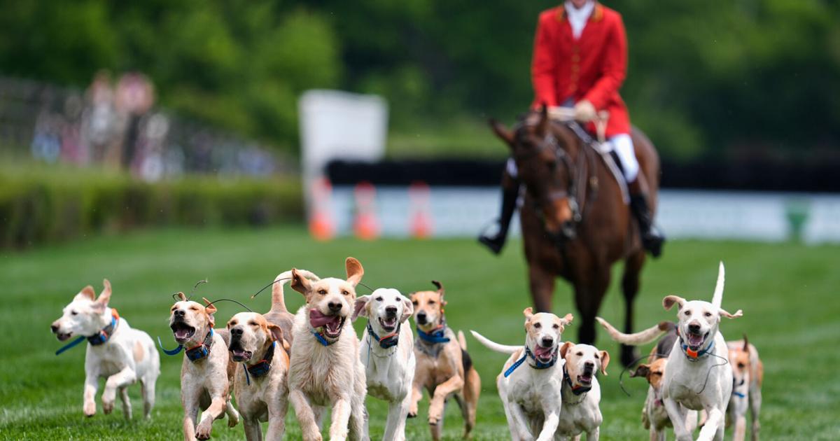 At the Iroquois Steeplechase, the foxhounds kick off the horse races ...