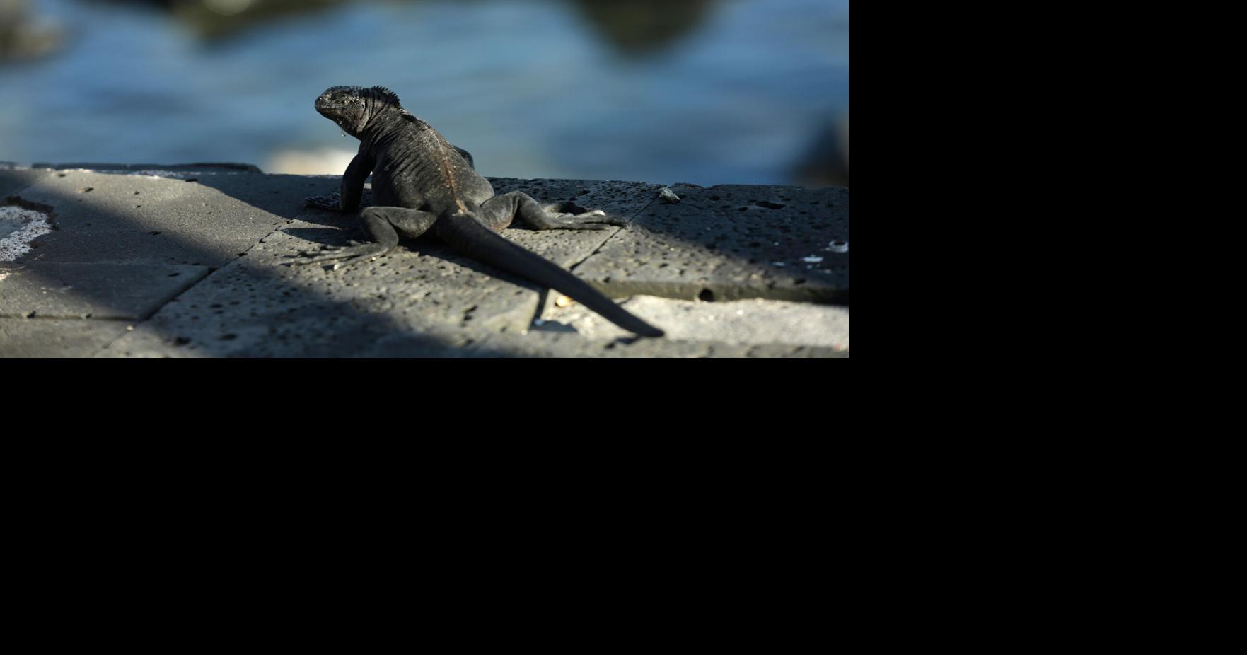 The growing exotic pet trade drives illegal sales online and a push for